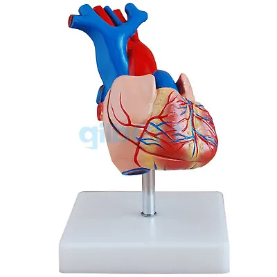 Life Size Human Heart Vein Plumonary Circulation Anatomy Cardiac Medical Model • $31.46