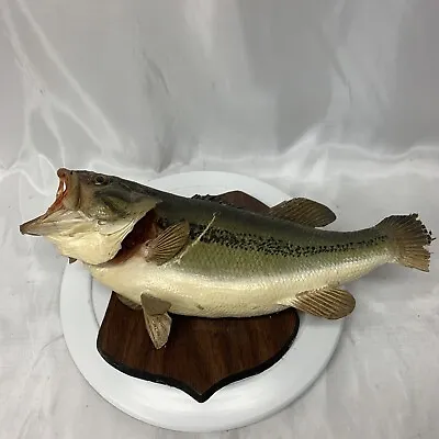 20” Largemouth Bass Real Skin Wood Plaque Mount Taxidermy • $114.74