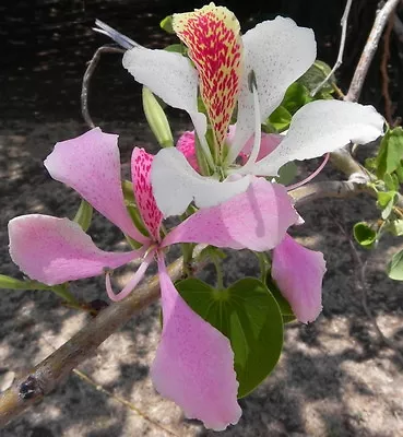 Bauhinia Monandra - Pink Orchid Tree - 10 Seeds • $3.30