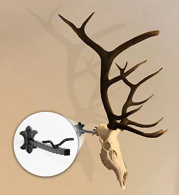 The  Bull Bracket  European Elk Skull Hanger Euro Taxidermy Euro Mount Hooker • $69.99