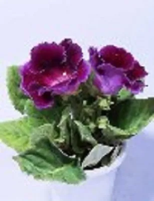 £4.50 • Buy 25+ Gloxinia Purple Empress Flower Seeds / Houseplant