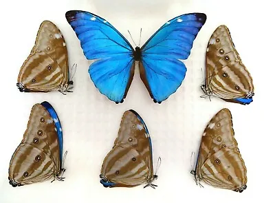  Lot Of 5 Morpho Adonis Male A1 Unmounted Wings Closed Peru New Arrival • $100