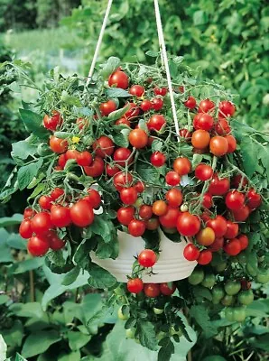 Tomato Seeds 02g Tomato Little Miracle Heirloom Organic Seeds ##40 • $2.28