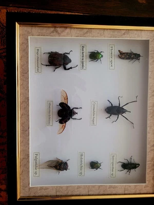 £20 • Buy Real Life Insects Framed