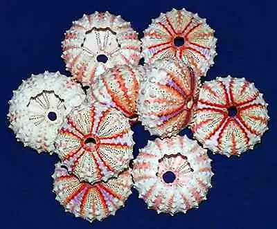 Coelopleurus Maculatus ~ Sea Urchin ~ Approx. (33 Mm.) (1-1/8 ) ~ (1 Urchin) • $13.23