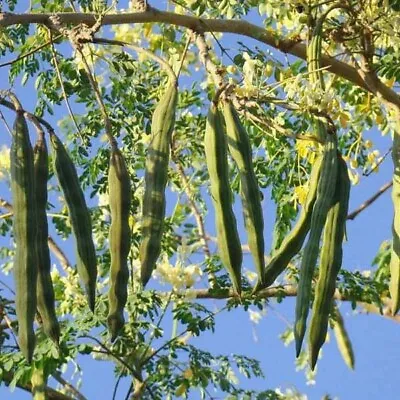 Moringa Oleifera Perennial Karnataka | 5_Seeds • $14.95