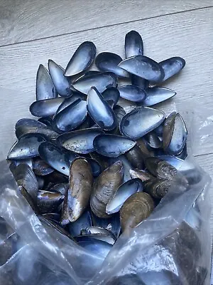 1.5 Kg Mussel Shells For Garden Bed/Plant Pot Decoration/Anti-Slug/Arts/Crafts • £14.99