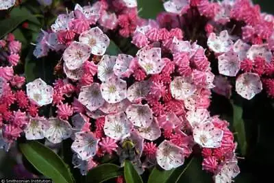 1-5000 PCS Mountain Laurel Spoonwood Flower Seeds Kalmia Latifolia Tree 0152 • $16.95