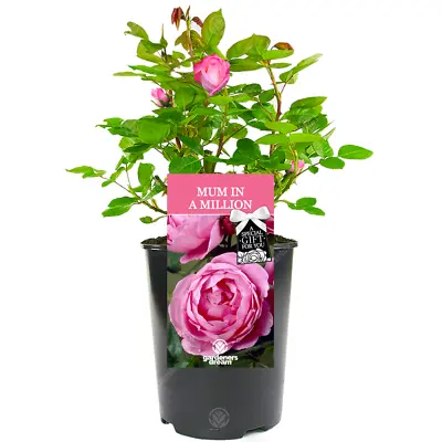 £23.99 • Buy Mum In A Million Rose - Gift For Mum - Live Rose Bush Plant