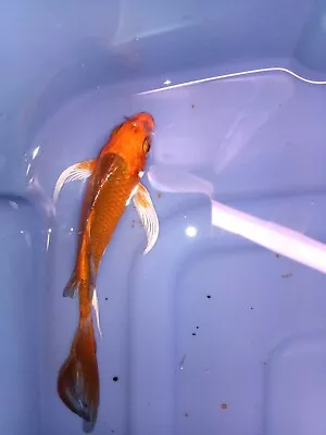 Matsuba Butterfly Koi Fish 4  Inch • $50