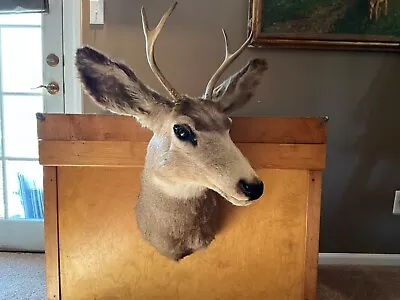 Mule Deer Head Mount Taxidermy Antler Fork Horn Buck  Log Cabin Decor Hunt Horn • $99.99