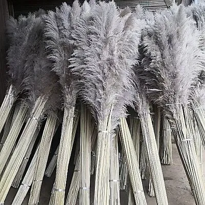 £9.75 • Buy Pampas Grass Large Grey Natural Dried Flowers Fluffy Tall Plant Decor 1 Stem