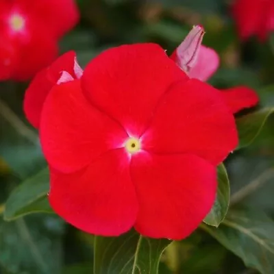 Vinca Seeds Mega Bloom Red 25 Seeds Large Blooms  • $5.25