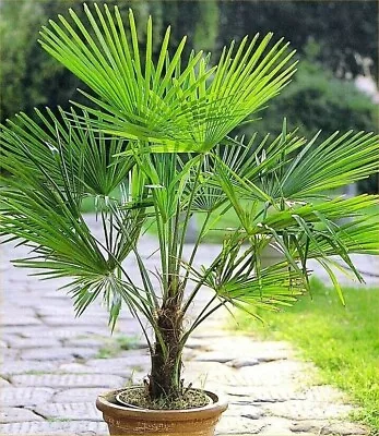 Trachycarpus Fortunei Palm Tree Plant Winter Hardy Fan Windmill Chusan 50-60cm • £20.99