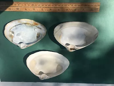 Atlantic Quahog Clam Shells From The Beaches Of Rhode Island -3 • $9.99