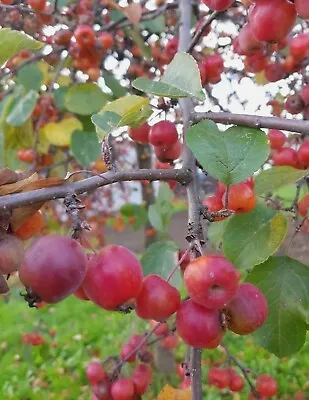 Crab Apple Tree 1-2ft Fruit Orchard Cider Pectin Jelly E • £2