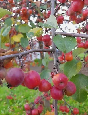 Crab Apple Tree 1-2ft Fruit Orchard Cider Pectin Jelly • £10