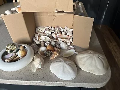 Large Mixed Selection Of Sea Shells Weighs 1.3kg INCLUDES Shell Plantpot Holder • £20