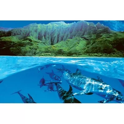 DOLPHIN ISLAND POSTER Amazing Tropical Shot NEW 24x36 • $15.18