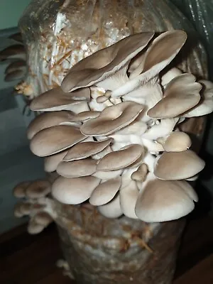 Mushroom Growing Kit Straw Log - Edible Florida Oyster XX-L KIT - 1 M Long Fun • £13.50