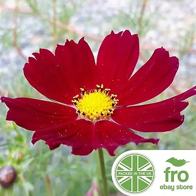 Flower - Cosmos - 450 Seeds - Dazzler Red - FREE DELIVERY! • £2.75