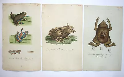 3 18th Century Hand Coloured German Natural History Engravings Amphibians • £12.99