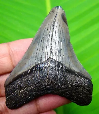 Megalodon Shark Tooth - 2.33 - Shark Teeth - Real Fossil - No Repair - Megladone • $35