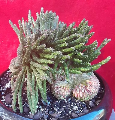 EUPHORBIA Flanagnii Crested - Medusa's Head Crested - Snaky Spineless Arms • $99