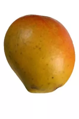 GRAFTED BOMBAY MANGO PAHARI MANGO RASPURI MANGO LIVE FRUIT TREE  3 Gallon. • $78