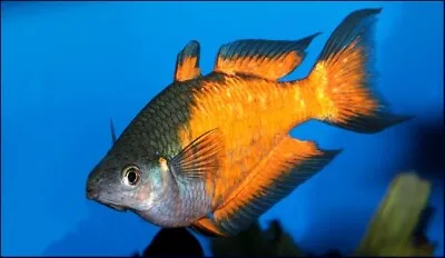 Parkinsoni Super Red Rainbow Fish Melanotaenia Parkinsoni 4cm • £10