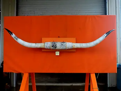 MOUNTED STEER HORNS 7' 2  Tip To Tip  15 1/4  Base # 920 COW BULL HORNS LONGHORN • $965