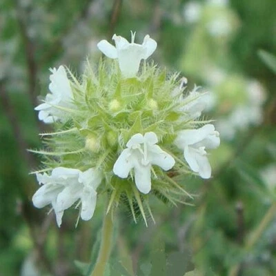 £1.49 • Buy Spanish Thyme / Mastic Thyme / Thymus Mastichina / Hardy Evergreen / 100 Seeds