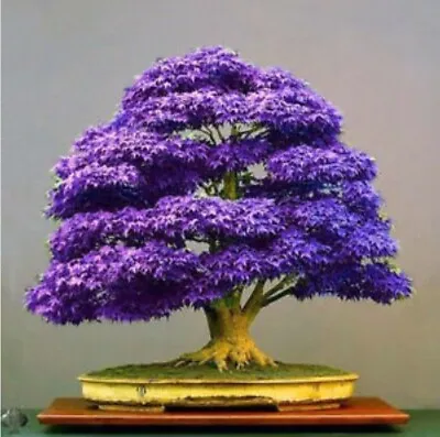 Purple Ghost Japanese Maple Bonsai Tree Seeds - Acer Palmatum - 10 Seeds • £2.29