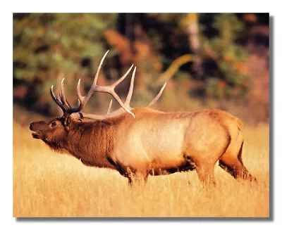 Bull Elk Big Antler Rack In Grass Photo Wall Picture 8x10 Art Print • $8.87