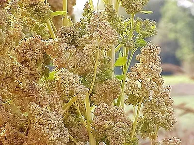 50 Organic MINT VANILLA QUINOA Green & White Chenopodium Vegetable Grain Seeds • $3