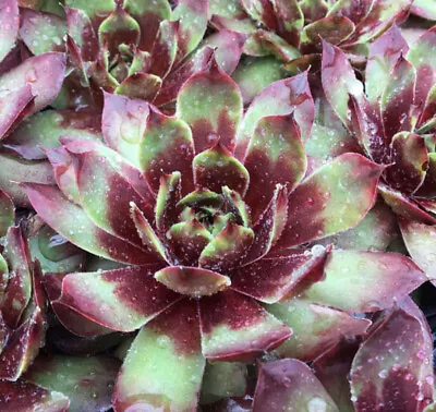 Sempervivum~killer~hens And Chicks Hardy Perennial Succulent Rock Garden Plants! • $85