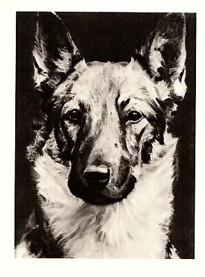 1946 Antique GERMAN SHEPHERD Art Print Vintage Morgan Dennis Dog Art 3884L • $17.05