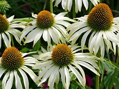 25 Echinacea Purpurea White Swan Seeds - White Coneflower Seeds - 25 Seeds • £2.99