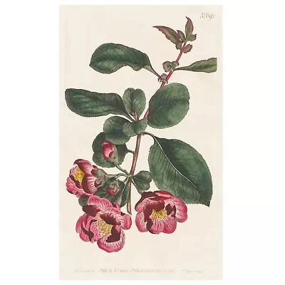 £40.06 • Buy Rare 1803 Curtis Botanical Magazine No. 692 'PYRUS JAPONICA' (Japanese Quince)