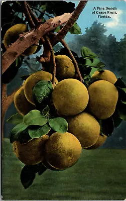 Postcard FL View Of Fine Bunch Grapefruit Sunny Florida H & WB Drew Co C1915 C8 • $7.97