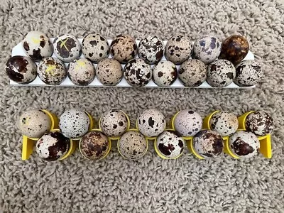 3d Printed 17 Slots (30% More) Quail Egg Rack For HatchingTime  (ct60120180) • $45