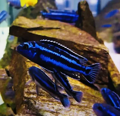 MALAWI CICHLID Melanochromis JohanniBluegray Mbuna Johanni Mbuna 3-4 Cm • £6.99