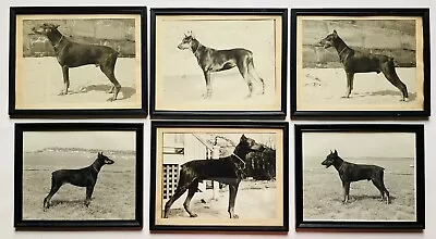 6 Vintage Photographs Purebred Doberman Pincher Dogs Lineage Pedigree 1930s-80s • $200