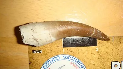 R-53 Fossil Plesiosaur Tooth Zarafasaura Oceanis Khouribga Morocco • £29.77
