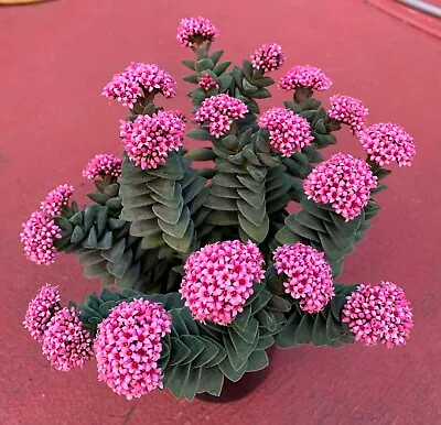 Crassula 'Springtime' Succulent Cutting X 1 • $5