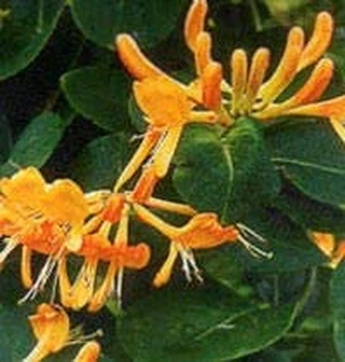 £39.83 • Buy Lonicera Henryi Copper Beauty Honeysuckle Rich Bronze Evergreen Leaves And Coppe