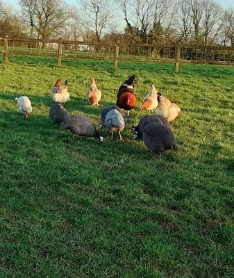 FRENCH WHEATEN MARANS HATCHING EGGS X 12 • £32