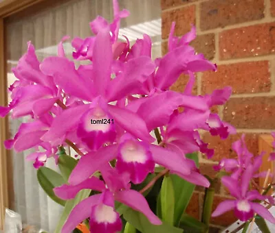 Orchid - Cattleya Minerva • $40