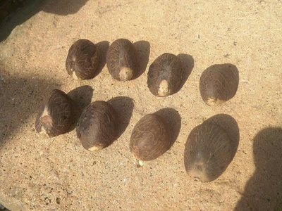 £26.50 • Buy Raw, Antique/old Palm Tree Tagua Nuts Ready For Netsuke Carving And Other Items