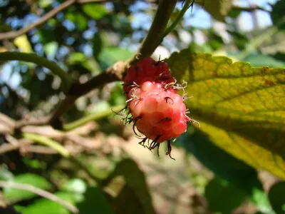 American Mulberry Red Mulberry (Morus Rubra) 50 Seeds • $3.25